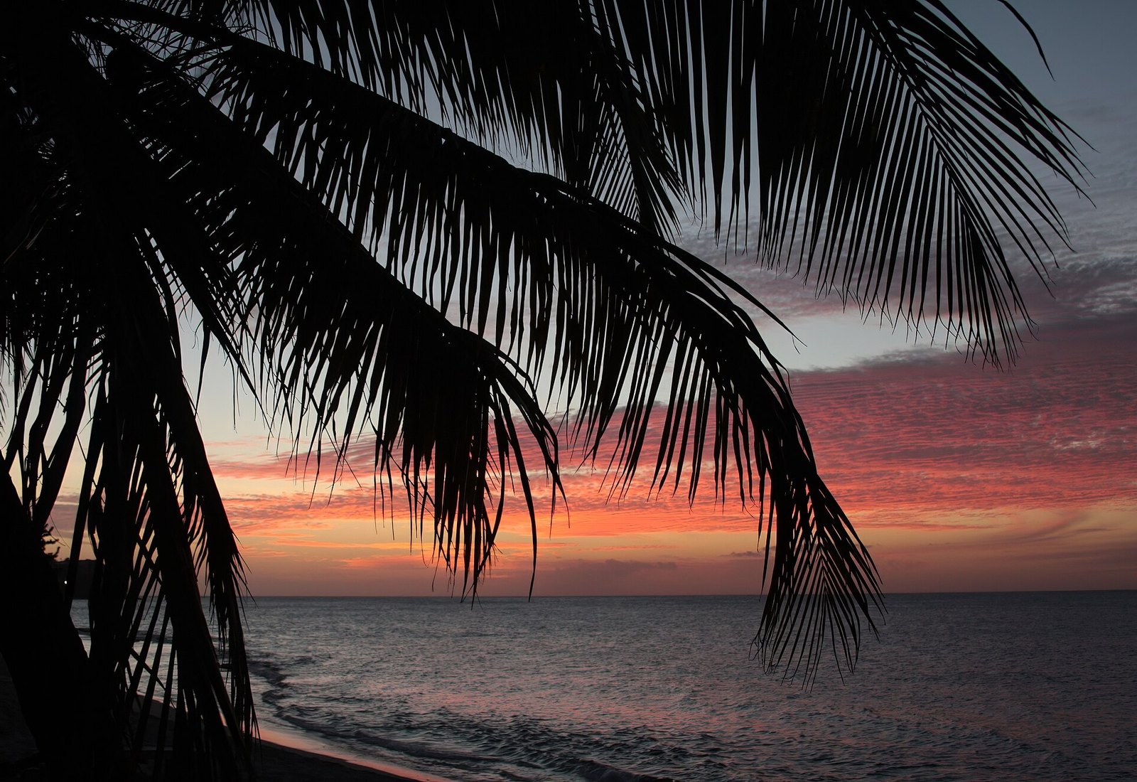 Sunset through palm fronds at Magazine Beach on Grenada's south-west coast